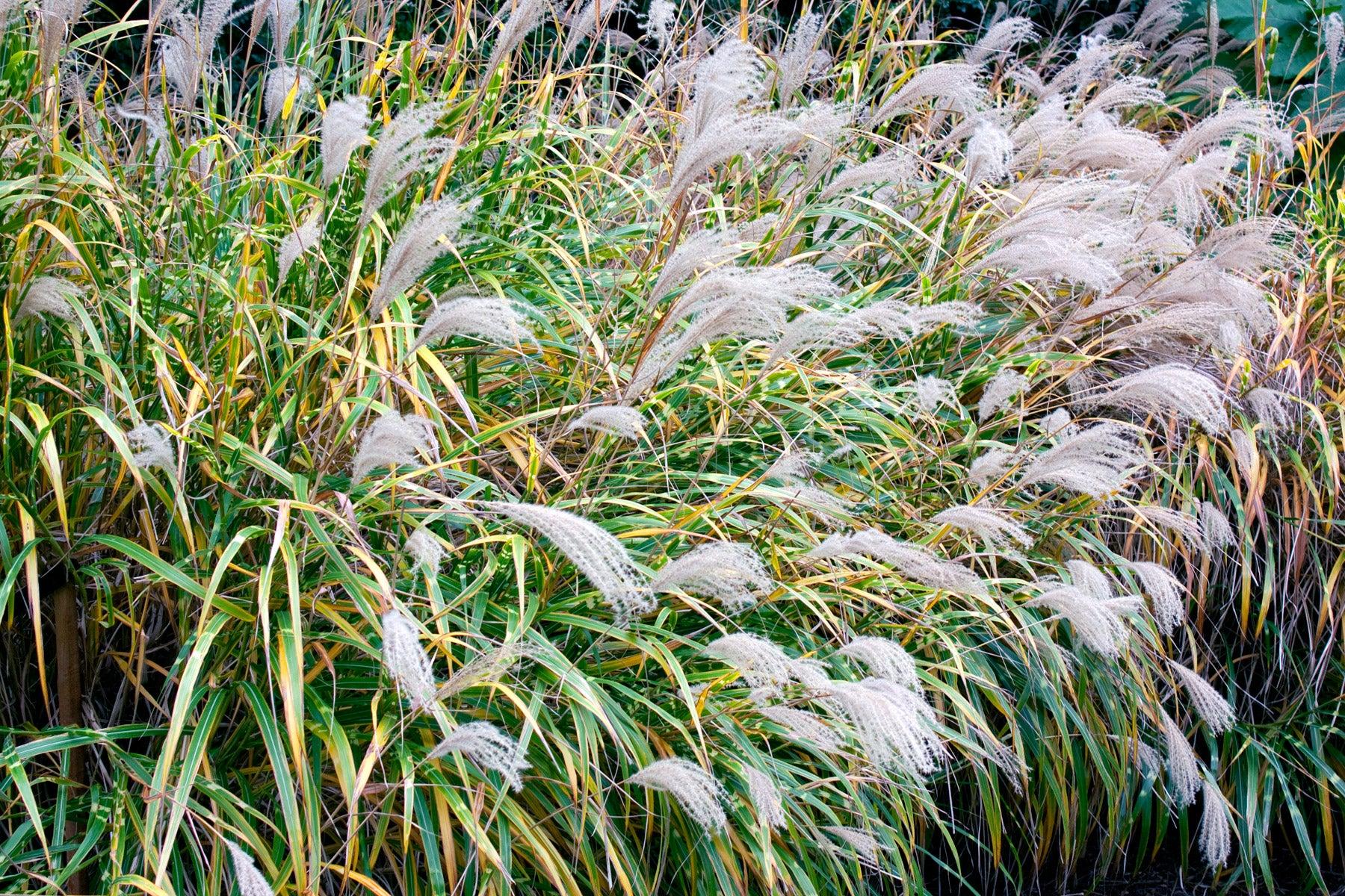 G0055 Grass, Miscanthus Sinensis 'zebrinus' - View 22 from www redcrocus com