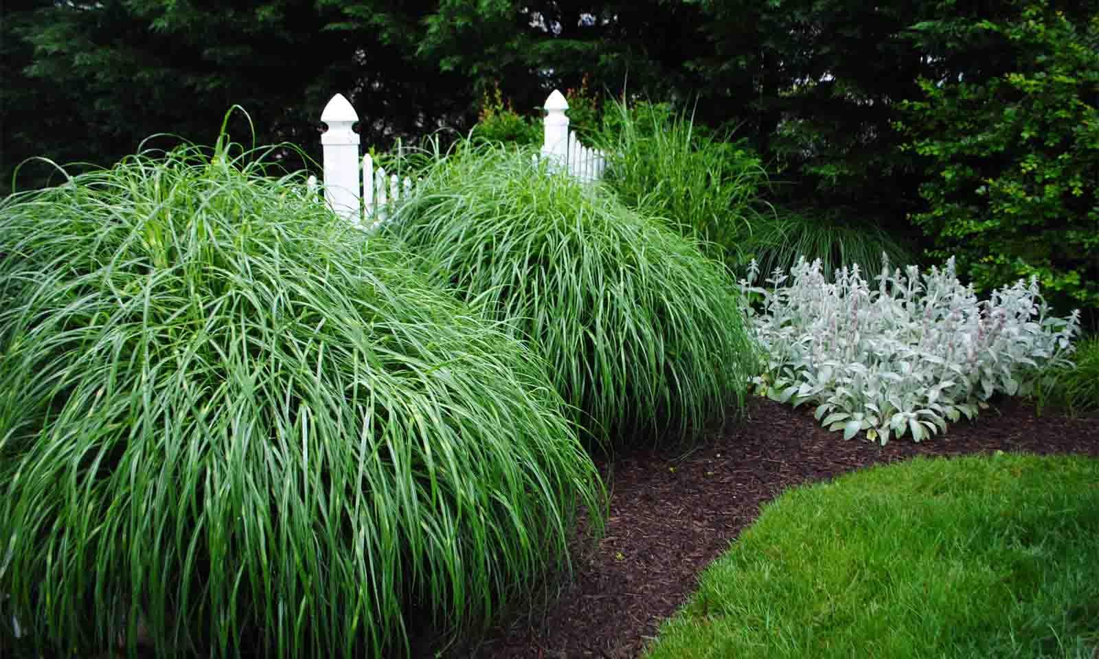 G0055 Grass, Miscanthus Sinensis 'zebrinus' - View 24 from www redcrocus com