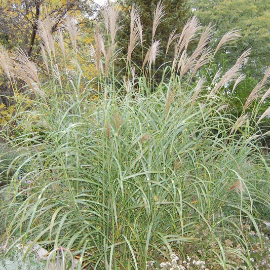 G0055 Grass, Miscanthus Sinensis 'zebrinus' - View 25 from www redcrocus com
