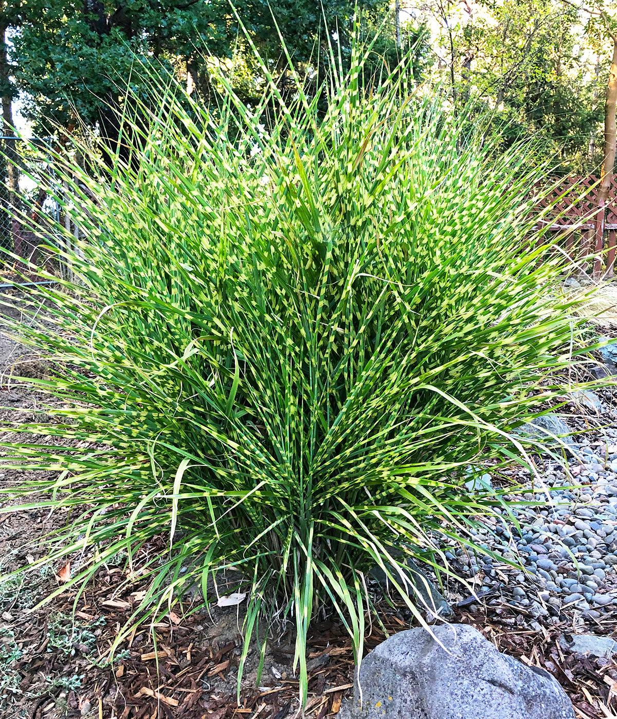 G0055 Grass, Miscanthus Sinensis 'zebrinus' - View 26 from www redcrocus com