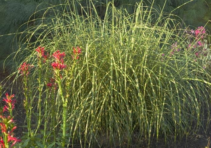 G0055 Grass, Miscanthus Sinensis 'zebrinus' - View 27 from www redcrocus com