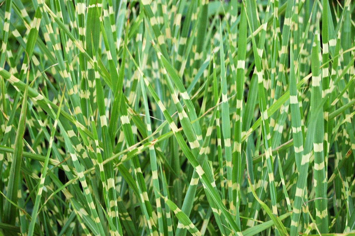 G0055 Grass, Miscanthus Sinensis 'zebrinus' - View 28 from www redcrocus com