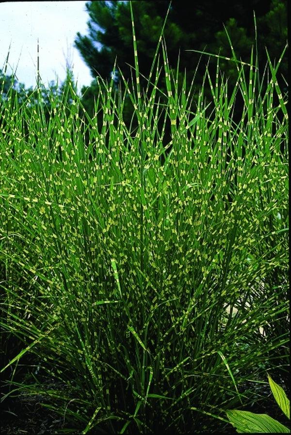 G0055 Grass, Miscanthus Sinensis 'zebrinus' - View 31 from www redcrocus com