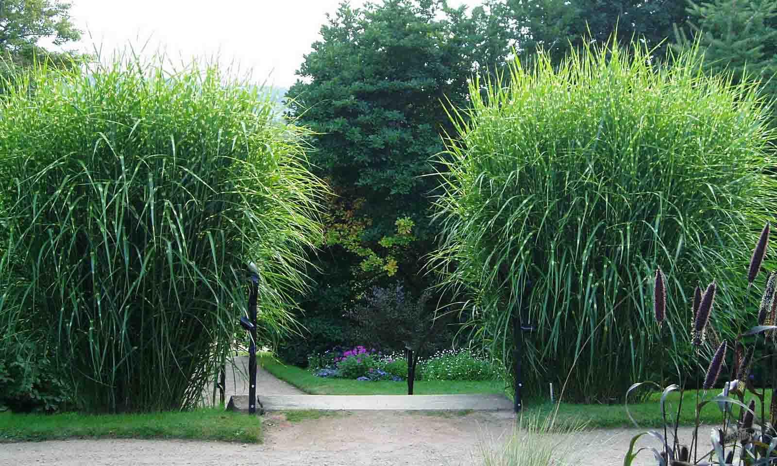 G0055 Grass, Miscanthus Sinensis 'zebrinus' - View 34 from www redcrocus com