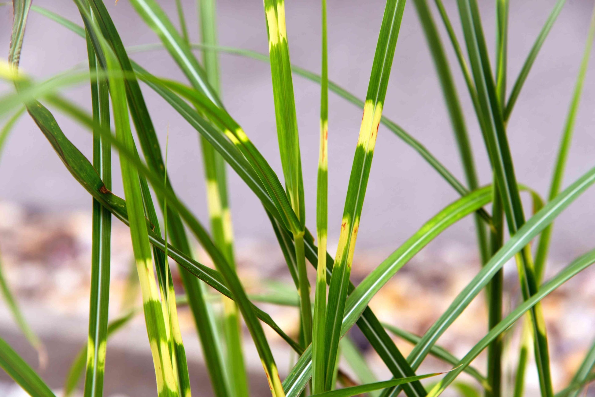 G0055 Grass, Miscanthus Sinensis 'zebrinus' - View 35 from www redcrocus com