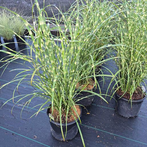 G0055 Grass, Miscanthus Sinensis 'zebrinus' - View 36 from www redcrocus com