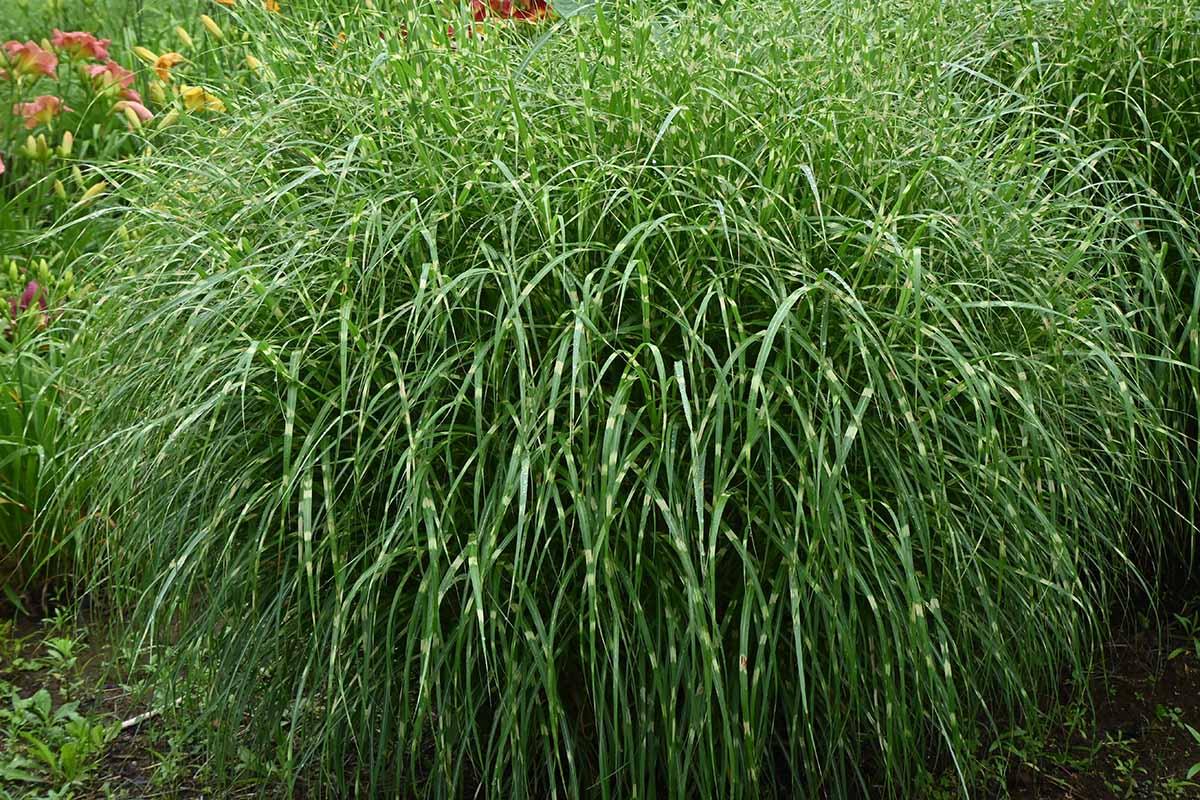 G0055 Grass, Miscanthus Sinensis 'zebrinus' - View 37 from www redcrocus com