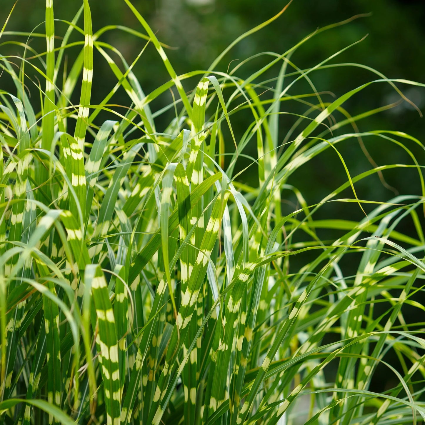 G0055 Grass, Miscanthus Sinensis 'zebrinus' - View 38 from www redcrocus com