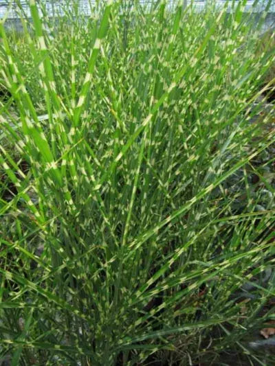 G0055 Grass, Miscanthus Sinensis 'zebrinus' - View 4 from www redcrocus com
