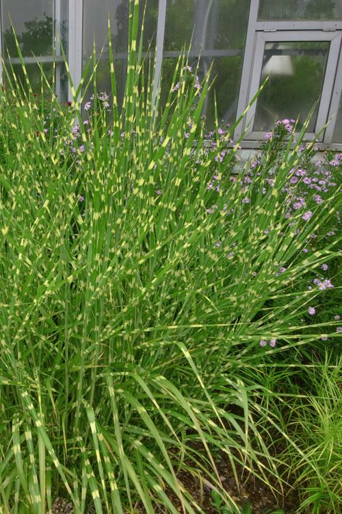 G0055 Grass, Miscanthus Sinensis 'zebrinus' - View 5 from www redcrocus com