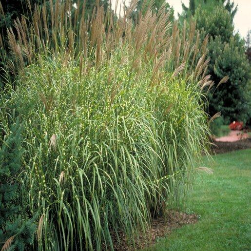 G0055 Grass, Miscanthus Sinensis 'zebrinus' - View 6 from www redcrocus com
