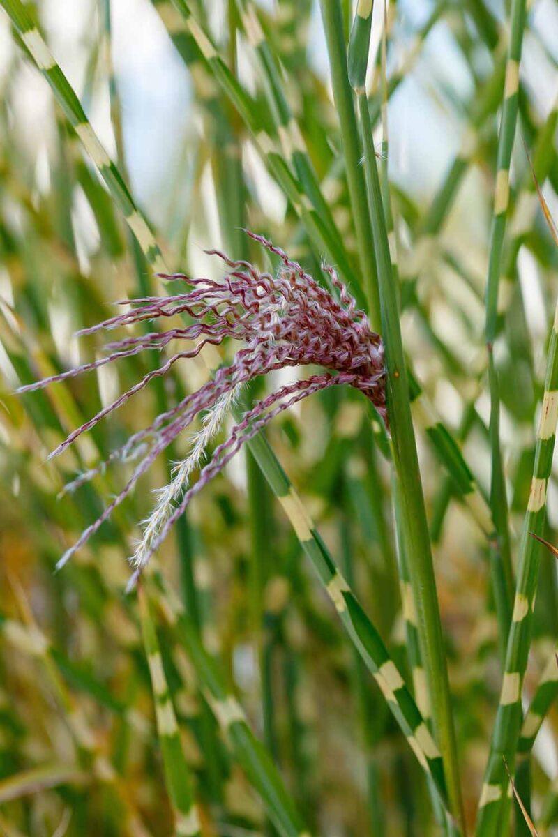 G0055 Grass, Miscanthus Sinensis 'zebrinus' - View 7 from www redcrocus com