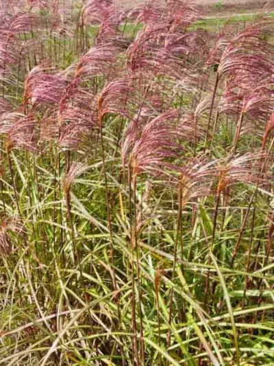 G0055 Grass, Miscanthus Sinensis 'zebrinus' - View 8 from www redcrocus com