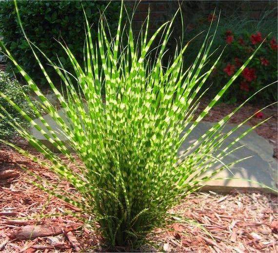 G0055 Grass, Miscanthus Sinensis 'zebrinus' - View 9 from www redcrocus com