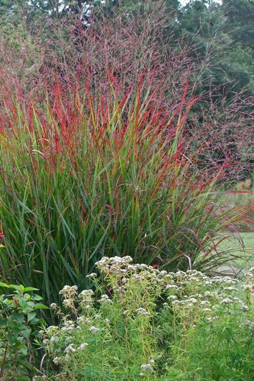G0058 Grass, Panicum Virgatum - View 11 from www redcrocus com