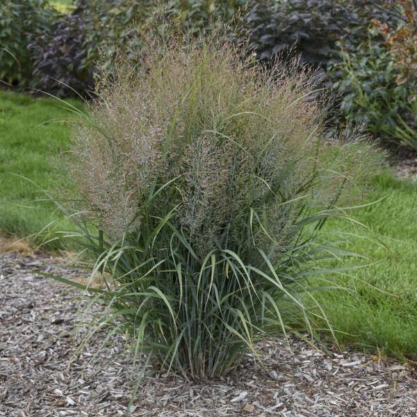 G0058 Grass, Panicum Virgatum - View 12 from www redcrocus com