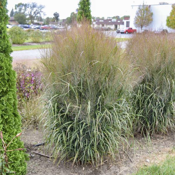 G0058 Grass, Panicum Virgatum - View 13 from www redcrocus com