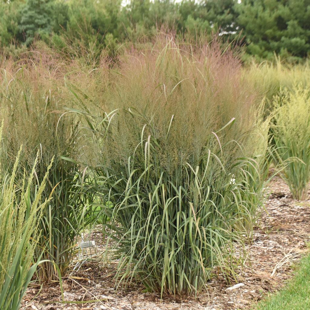 G0058 Grass, Panicum Virgatum - View 23 from www redcrocus com
