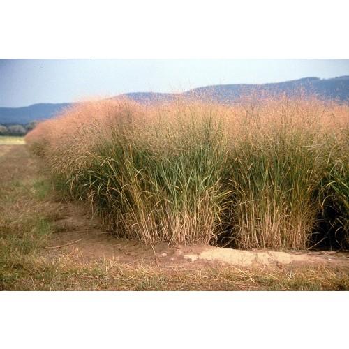 G0058 Grass, Panicum Virgatum - View 25 from www redcrocus com