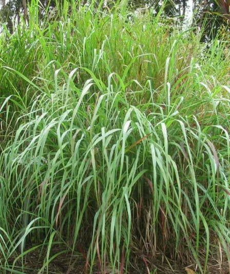 G0058 Grass, Panicum Virgatum - View 26 from www redcrocus com