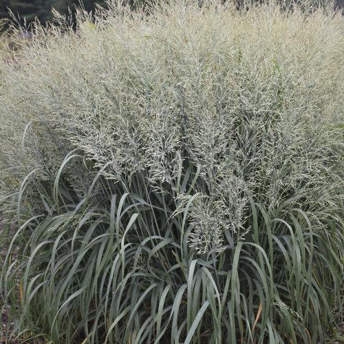 G0058 Grass, Panicum Virgatum - View 32 from www redcrocus com