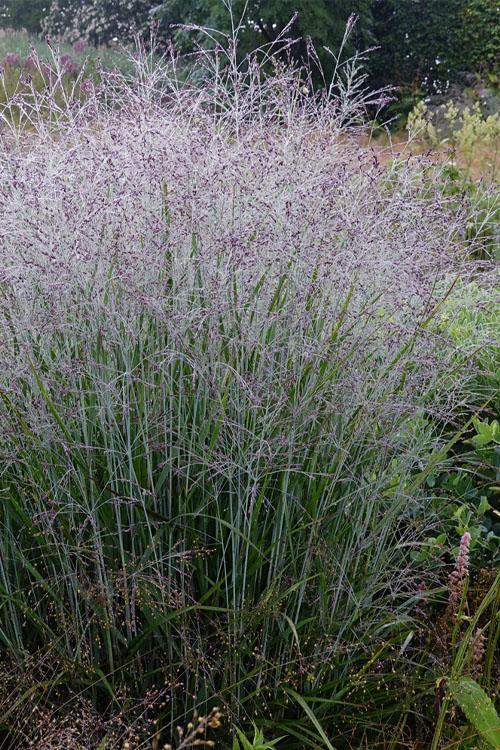 G0058 Grass, Panicum Virgatum - View 34 from www redcrocus com