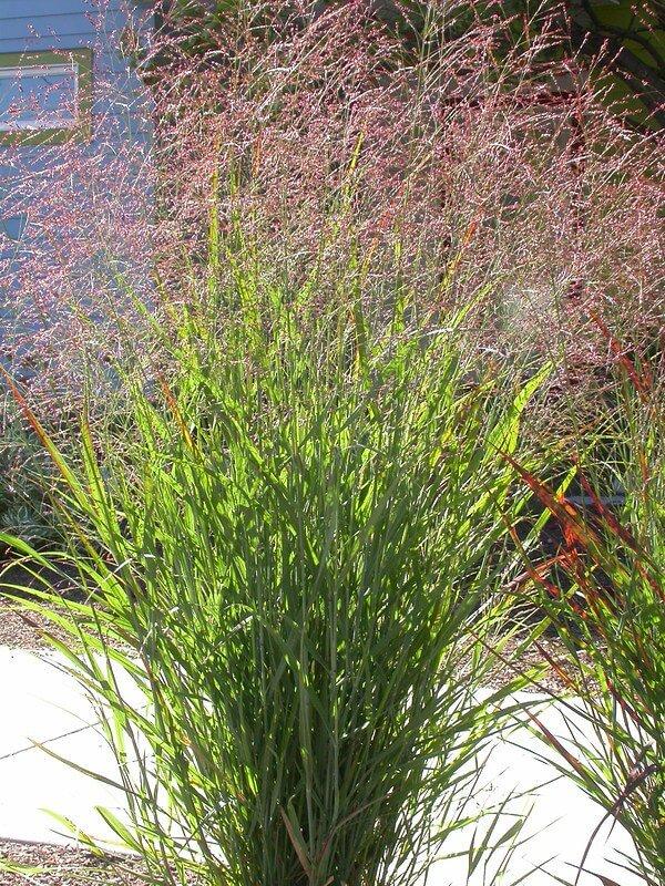 G0058 Grass, Panicum Virgatum - View 35 from www redcrocus com