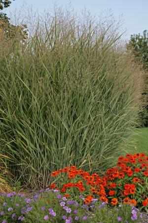 G0058 Grass, Panicum Virgatum - View 36 from www redcrocus com