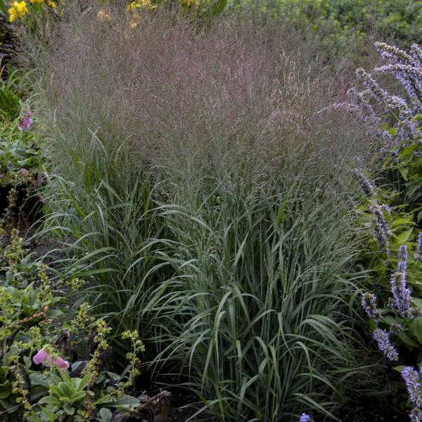 G0058 Grass, Panicum Virgatum - View 37 from www redcrocus com