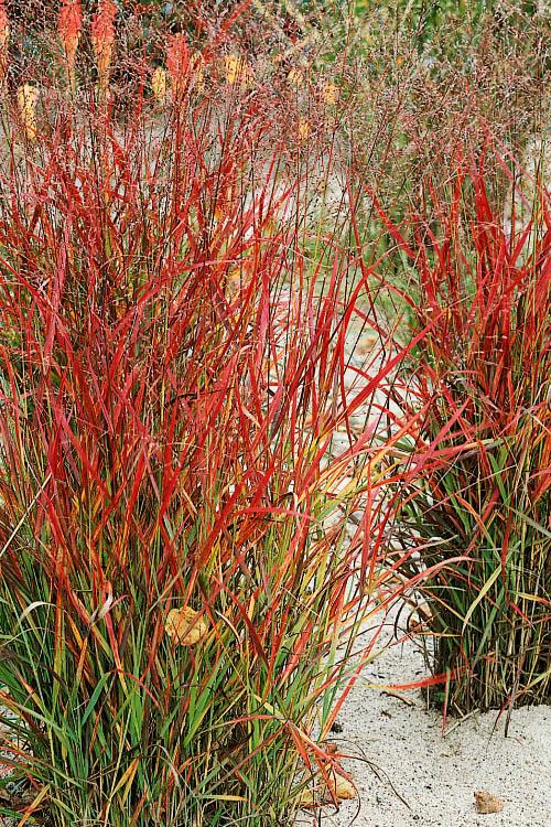 G0058 Grass, Panicum Virgatum - View 38 from www redcrocus com