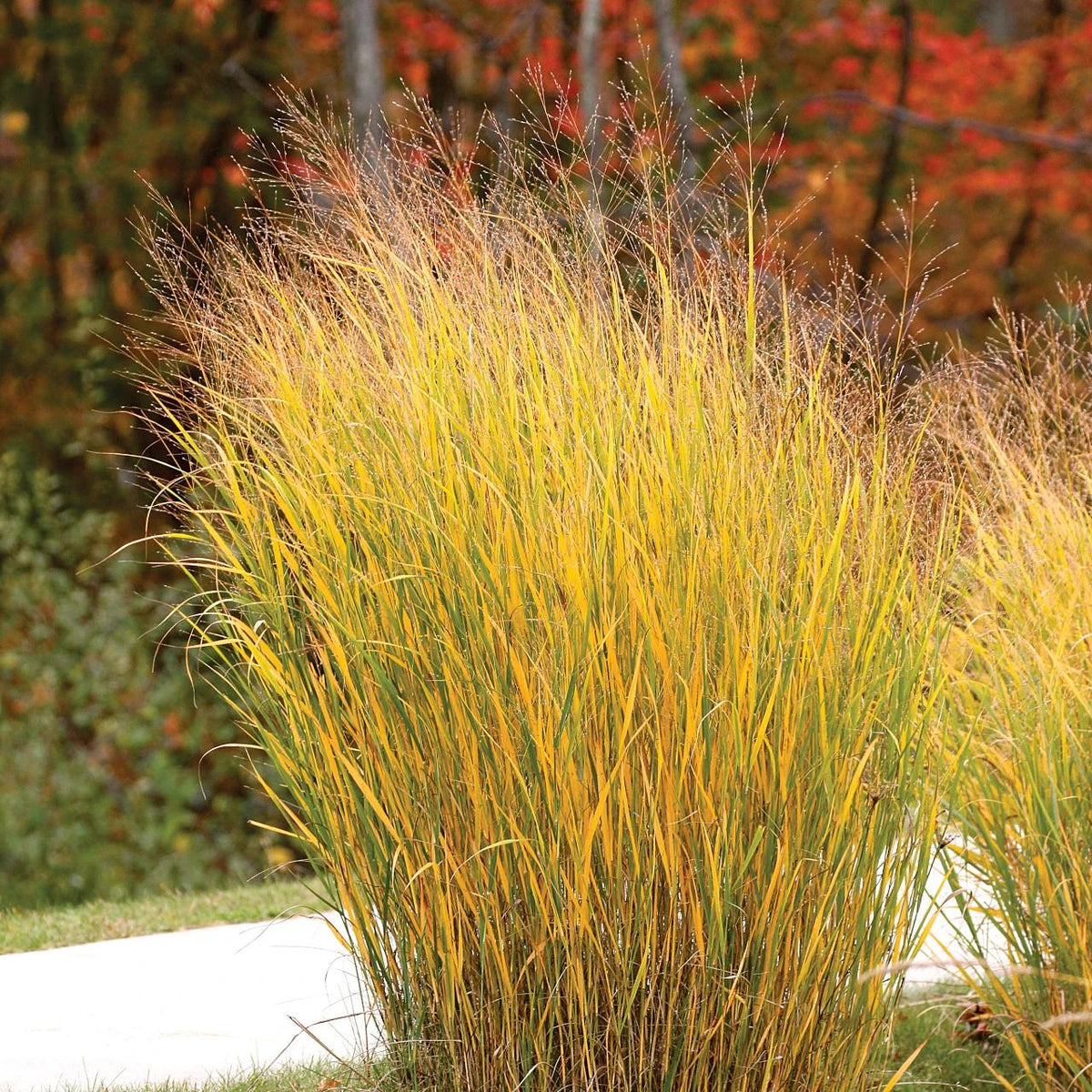 G0058 Grass, Panicum Virgatum - View 39 from www redcrocus com