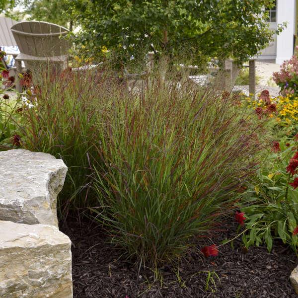 G0058 Grass, Panicum Virgatum - View 40 from www redcrocus com