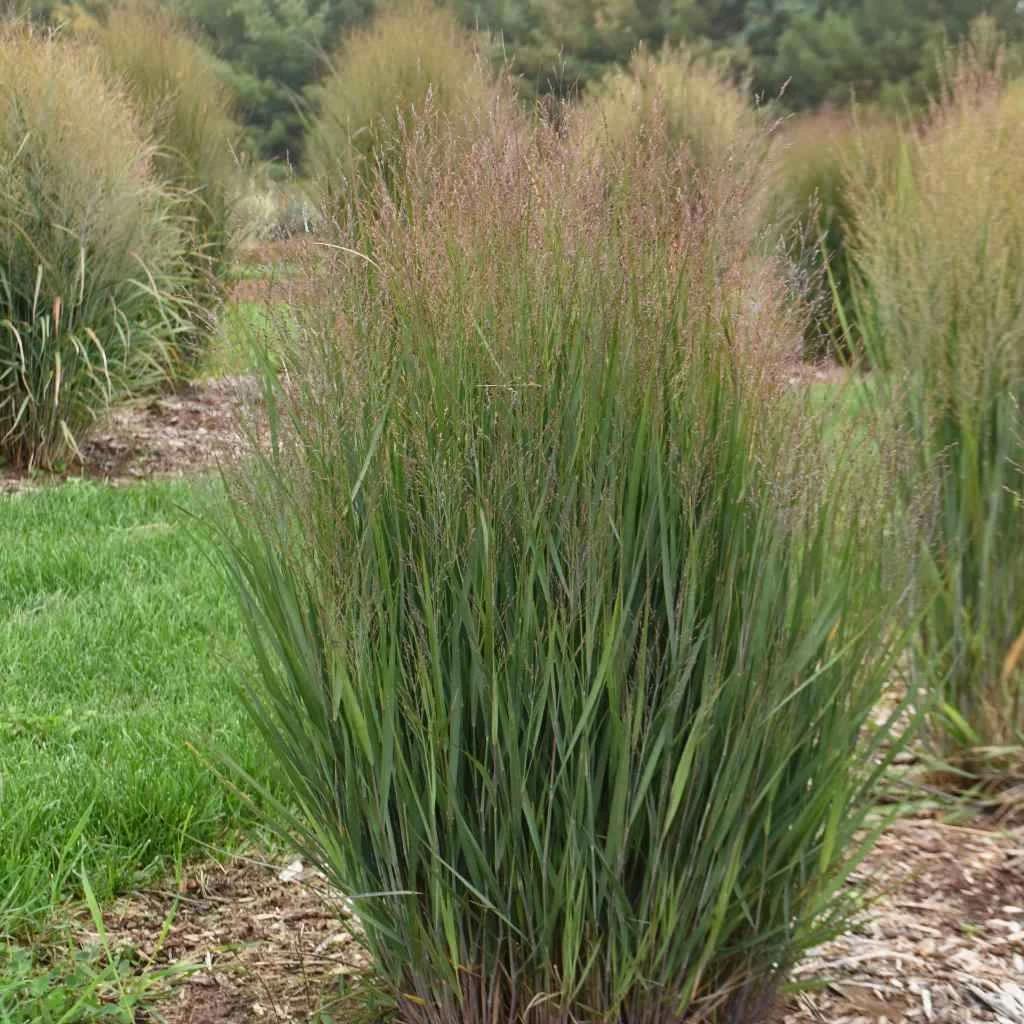 G0058 Grass, Panicum Virgatum - View 5 from www redcrocus com
