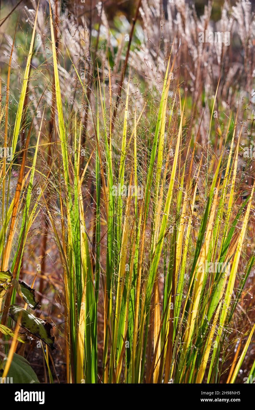 G0067 Grass Panicum Virgatum Northwind - View 12 from www redcrocus com