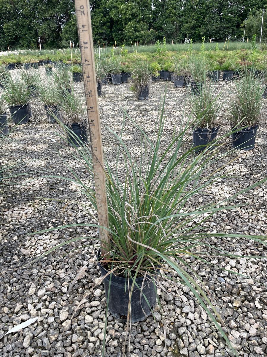G0073 Grass, Muhlenbergia Lindheimeri - View 13 from www redcrocus com