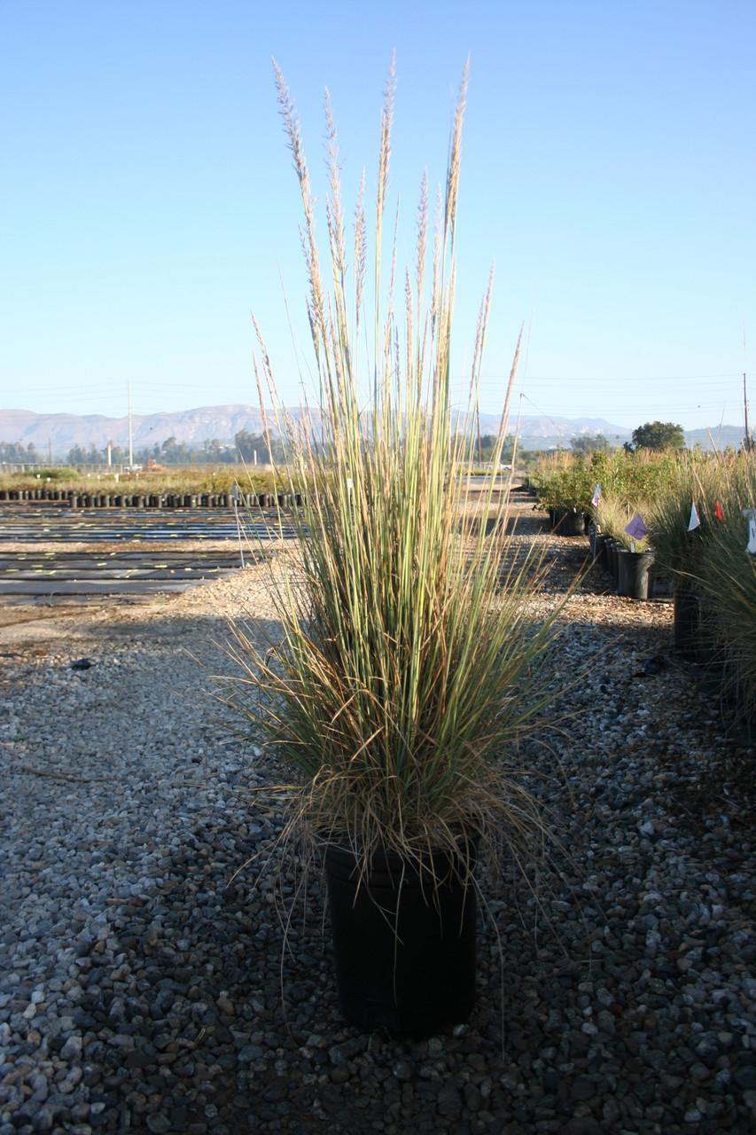 G0073 Grass, Muhlenbergia Lindheimeri - View 15 from www redcrocus com