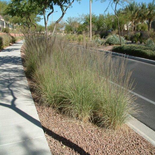 G0073 Grass, Muhlenbergia Lindheimeri - View 16 from www redcrocus com