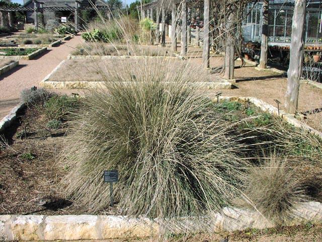 G0073 Grass, Muhlenbergia Lindheimeri - View 17 from www redcrocus com