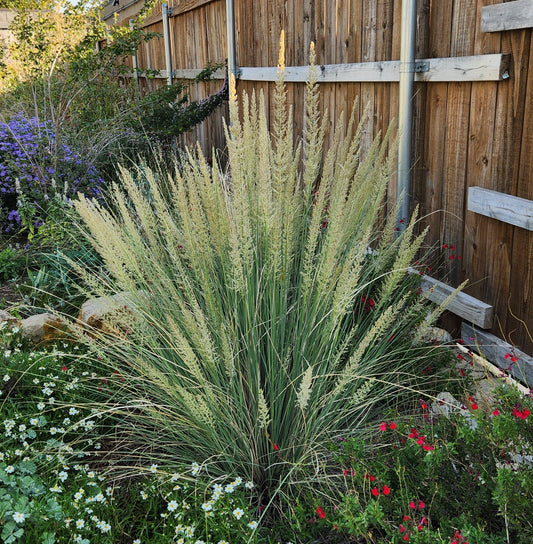 G0073 Grass, Muhlenbergia Lindheimeri - View 20 from www redcrocus com
