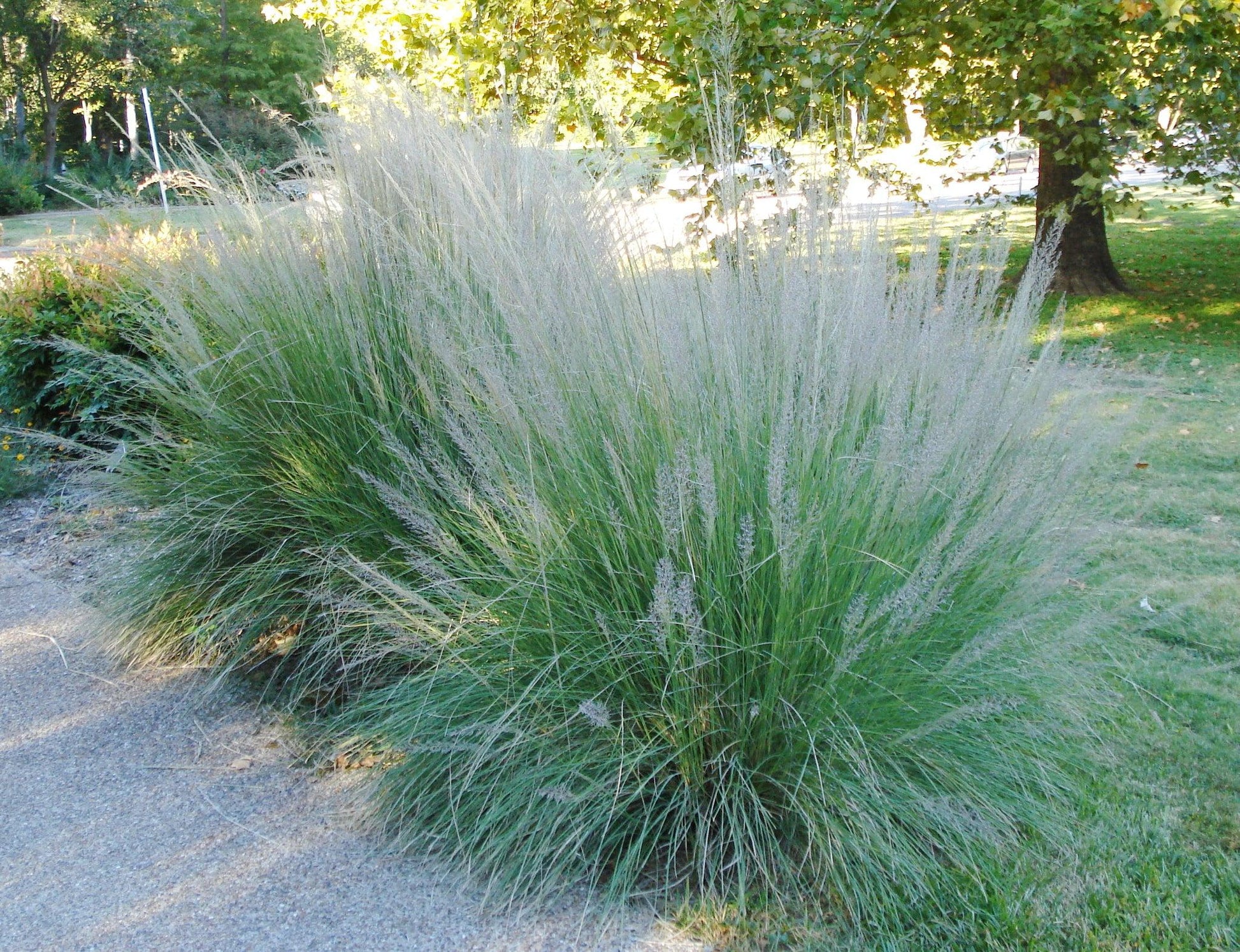 G0073 Grass, Muhlenbergia Lindheimeri - View 22 from www redcrocus com