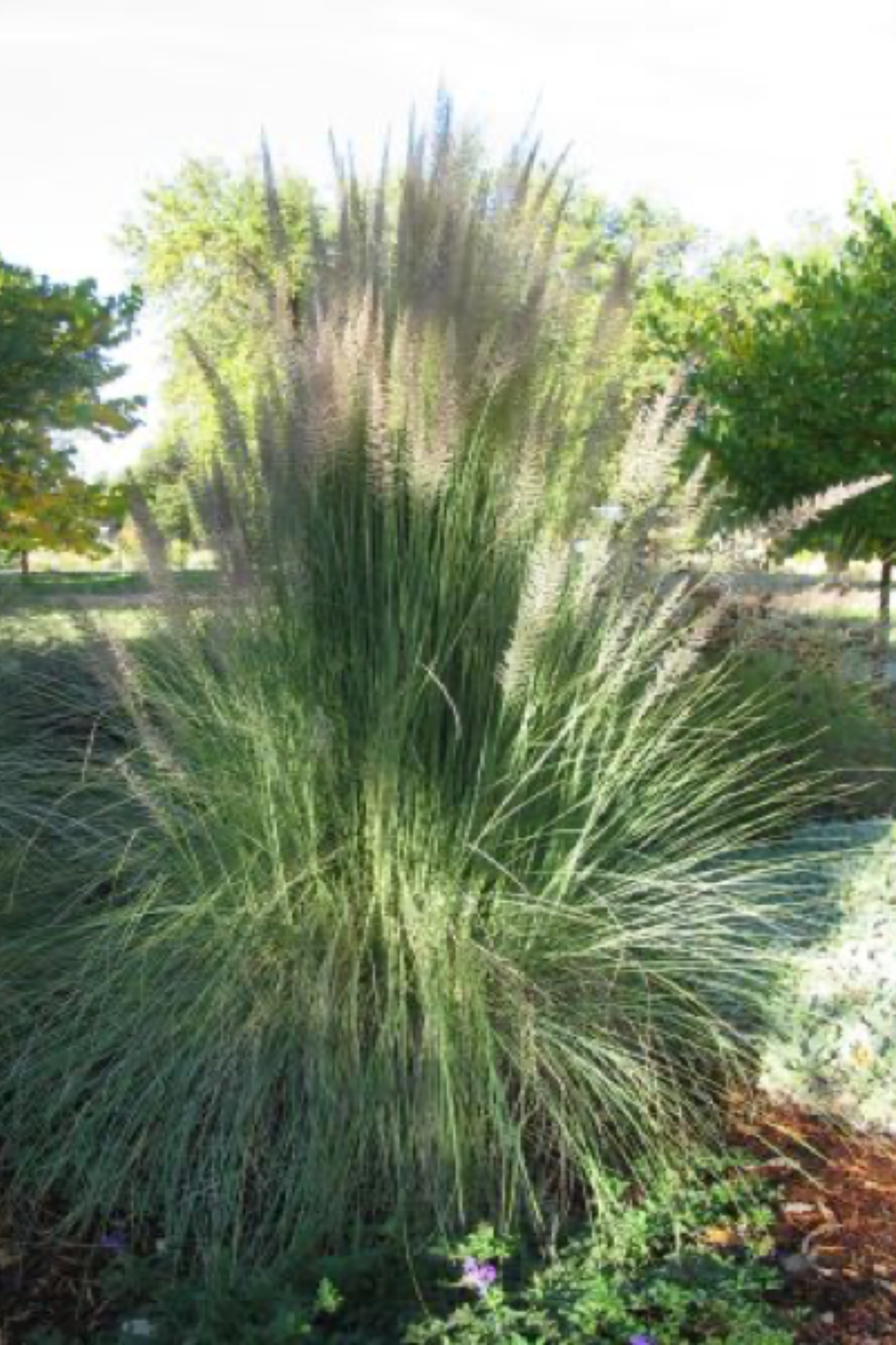 G0073 Grass, Muhlenbergia Lindheimeri - View 24 from www redcrocus com