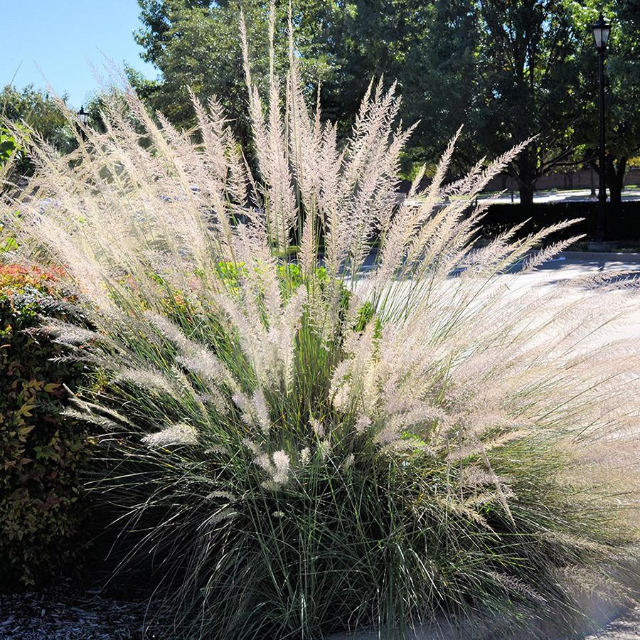 G0073 Grass, Muhlenbergia Lindheimeri - View 25 from www redcrocus com