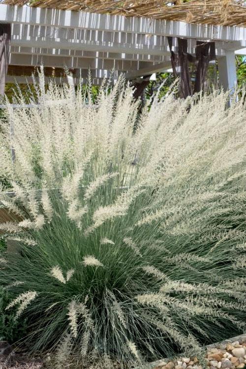 G0073 Grass, Muhlenbergia Lindheimeri - View 2 from www redcrocus com