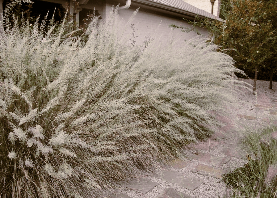 G0073 Grass, Muhlenbergia Lindheimeri - View 30 from www redcrocus com