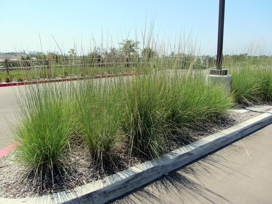 G0073 Grass, Muhlenbergia Lindheimeri - View 31 from www redcrocus com