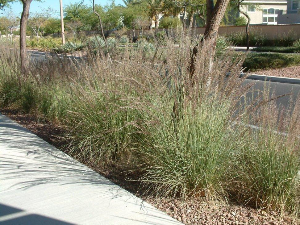 G0073 Grass, Muhlenbergia Lindheimeri - View 5 from www redcrocus com