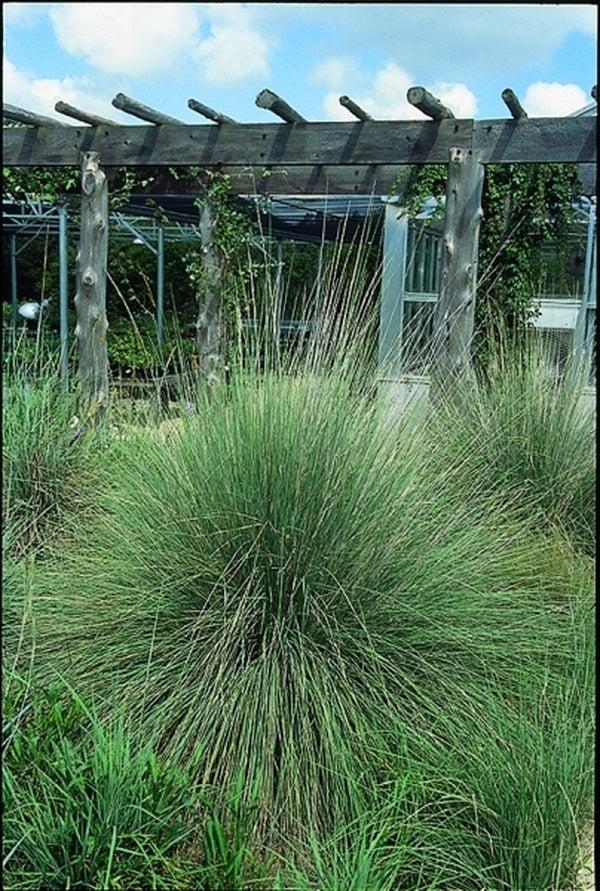 G0073 Grass, Muhlenbergia Lindheimeri - View 7 from www redcrocus com