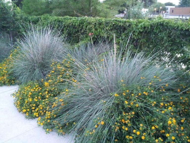 G0073 Grass, Muhlenbergia Lindheimeri - View 9 from www redcrocus com