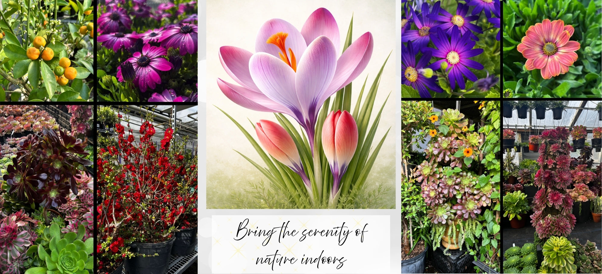 RedCrocus outdoor garden showcase