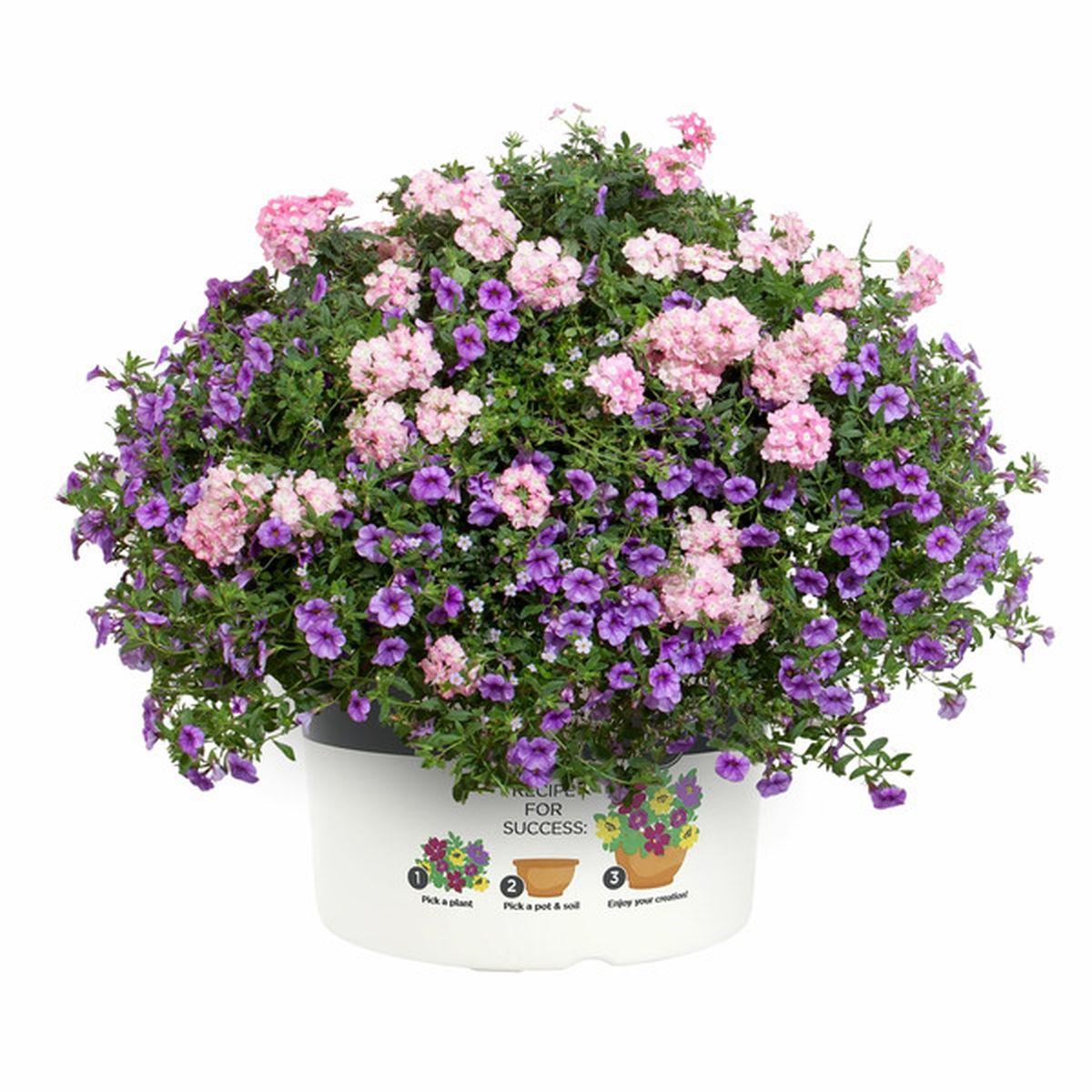 Combo Calibrachoa Petchoa Verbena Lobelia - View 11 from www redcrocus com